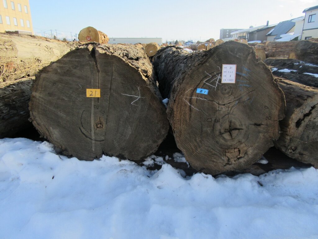 0021　クルミ（神代）