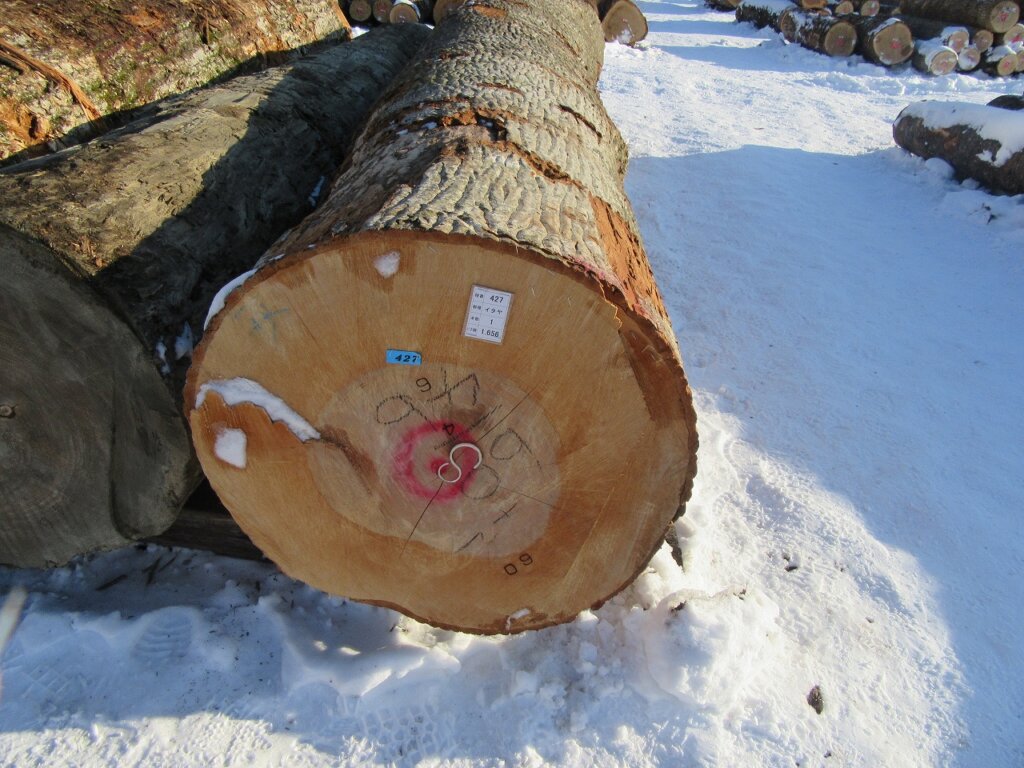 0427　イタヤ (2)